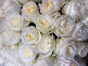 Розы Кэндилейн (221) 70 см  