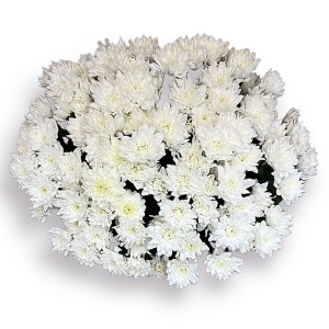 Букет хризантем Балтика 383