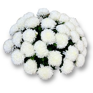 Букет белых хризантем  Дэко 409