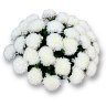 Букет белых хризантем  Дэко 409