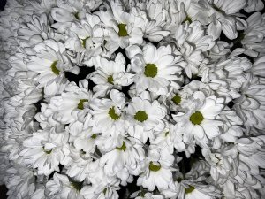 Букет хризантем Бакарди 411