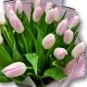 Букет розовых тюльпанов "Надежда" (326)