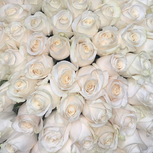 Белые розы сорта "Вендела" 468