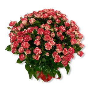 Роза кустовая Фаер Воркс 471