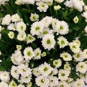 Хризантема кустовая Сантини Рози Вайт 472