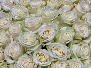 Белые розы Мондиал  70 см (232) 