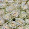 Белые розы Мондиал  70 см (232) 