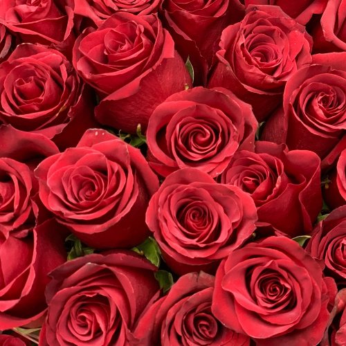 Красные розы сорта Эксплорер поштучно (204) 50 см 