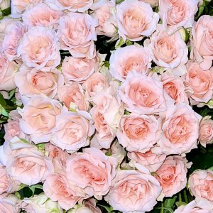 Кустовые розы Свит Сара (271)