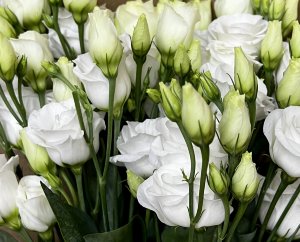 Эустома белая (227)  
