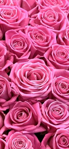 51 розовая роза в букете (066)