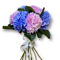  Гортензия Микс (333) 