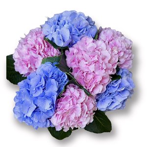  Гортензия Микс (333) 