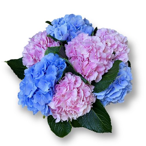 Гортензия Микс (333) 