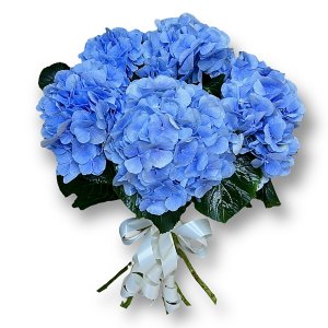 Гортензия голубая (222) 