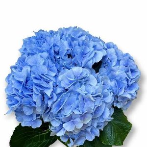 Гортензия голубая (222) 
